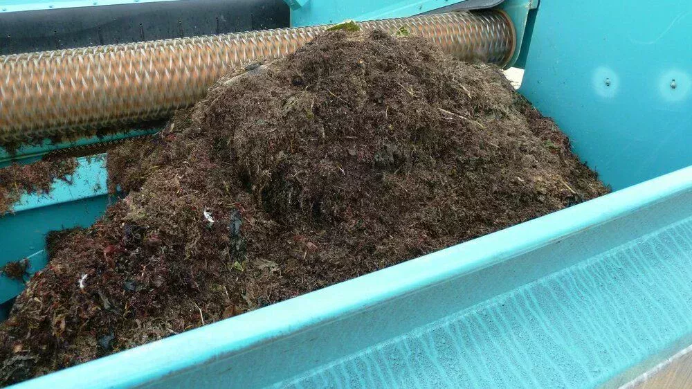 Seaweed